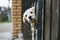 Baby pappy white labrador in cage