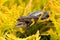 Baby and parent Viviparous lizard