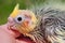 Baby parrot\'s head close-up