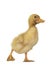 Baby Peking Duck on white background