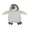 baby penguin artic animal