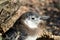 Baby penguin close up