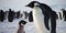 Baby penguin with mother on Antarctic snow