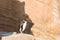 Baby penguin standing sunbathe on the coast stone.