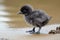 baby penguin waddling on shore in search of food