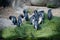 Baby penguins in zoo