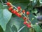 Baby pepper / Rivina humilis, Rivina laevis / Blood berry, Bloodberry Rougeplant, Coral berry, Coralberry, Inkberry, Pigeon berry