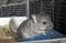 Baby pet Chinchilla in cage