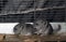 Baby pet Chinchillas in cage