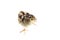 Baby pheasant isolated on white