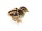 Baby pheasant isolated on white