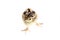 Baby pheasant isolated on white