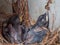 Baby Pigeon Nest in load panel box