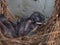 Baby Pigeon Nest in load panel box