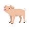 Baby piglet cartoon vector illustration flat style profile