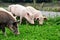 Baby Piglets on Organic Farm