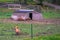 Baby pigs on a farm in the Swedish Archipelago, Sweden