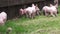 Baby Pigs, Piglets, Hogs, Farm Animals