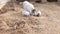 Baby pigs with their mother playing with each other in a pigsty on a farm and dig the ground with their snouts