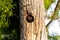 Baby pileated woodpecker chick Hylatomus pileatus peeks out of i