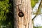 Baby pileated woodpecker chick Hylatomus pileatus peeks out of i