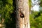 Baby pileated woodpecker chick Hylatomus pileatus peeks out of i