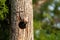 Baby pileated woodpecker chick Hylatomus pileatus peeks out of i