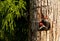 Baby pileated woodpecker chick Hylatomus pileatus peeks out of i