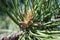 Baby pine-cone