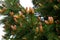 Baby pine cones in spring with reddish tint