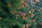 Baby pine cones in spring with reddish tint