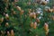 Baby pine cones in spring with reddish tint