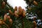 Baby pine cones in spring with reddish tint