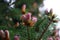 Baby pine cones in spring with reddish tint