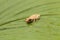 Baby pine woods tree frog Dryphophytes femoralis perched on a green ginger leaf