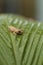 Baby pine woods tree frog Dryphophytes femoralis perched on a green ginger leaf