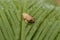 Baby pine woods tree frog Dryphophytes femoralis perched on a green ginger leaf