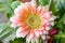 Baby pink developing Gerber Daisy with a blurry background of greenery