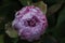 baby pink peony flower bud in the spring garden