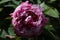 baby pink peony flower bud in the spring garden