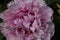 baby pink peony flower in the spring garden