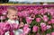 Baby in Pink Tulips