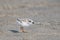 Baby Piping Plover