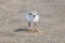 Baby Piping Plover Standing on the Shore