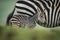 Baby plains zebra alongside mother behind bank