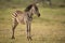 A Baby Plains Zebra in Amboseli, Kenya