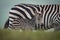 Baby plains zebra behind bank beside mother