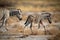 Baby plains zebra crosses pan with mother