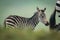 Baby plains zebra follows mother behind bushes