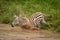 Baby plains zebra jumps into muddy river